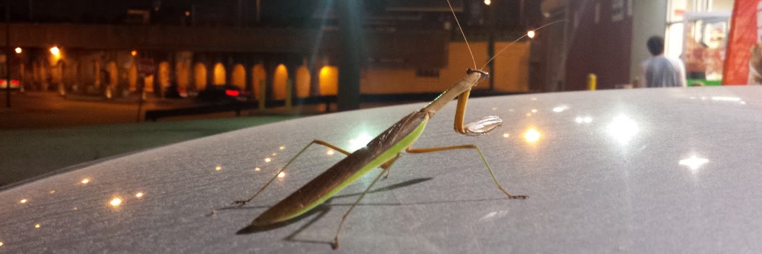 megmantis's profile banner image