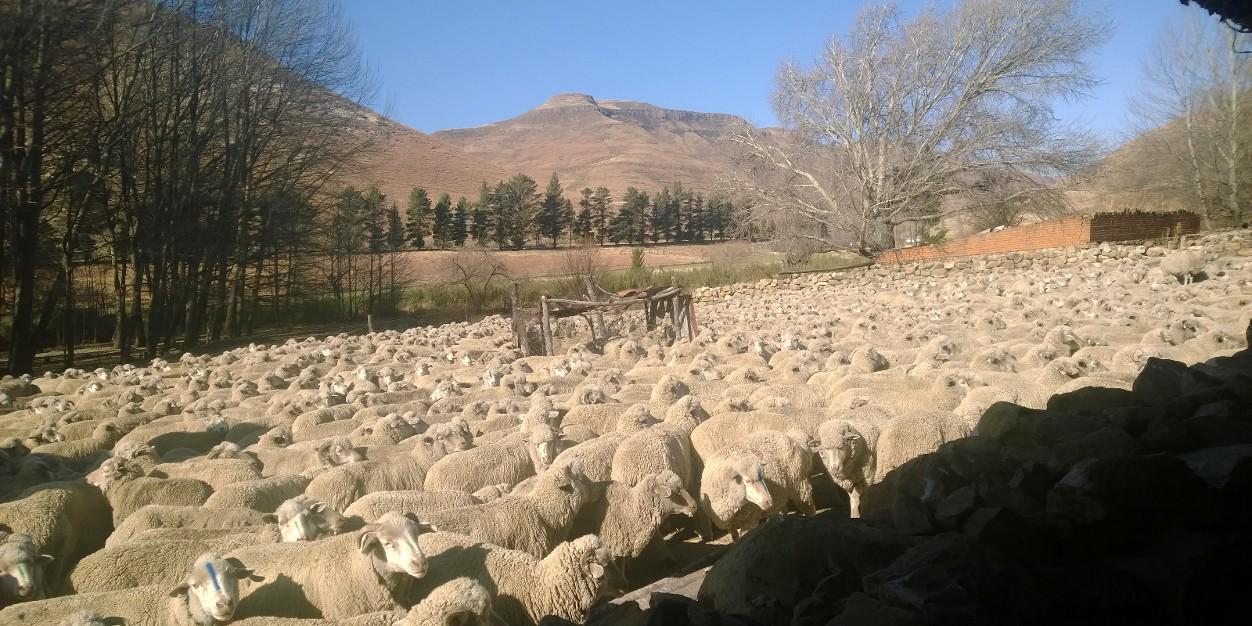 Johan van Rooyen Sheep vet banner