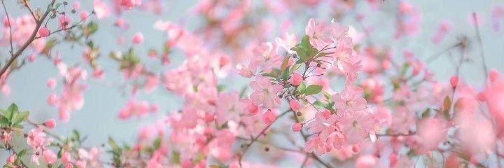 𝐋𝐨𝐯𝐢𝐧𝐠𝐀𝐥𝐢 banner