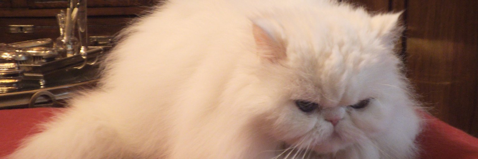 mpapagianni's profile banner image