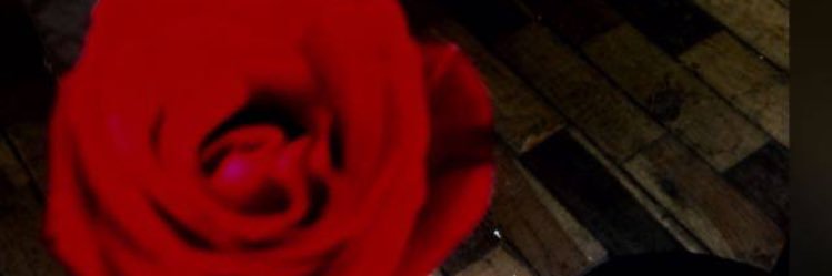 viniciusbrassil's profile banner image