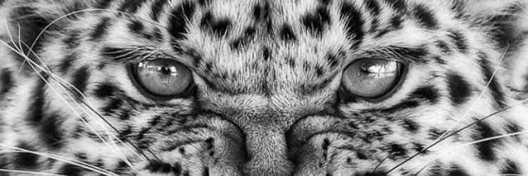 PonsartRomain's profile banner image