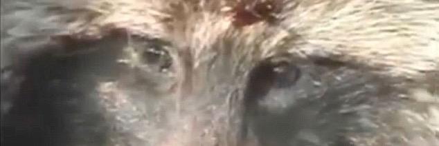 STOP FUR TRADE banner
