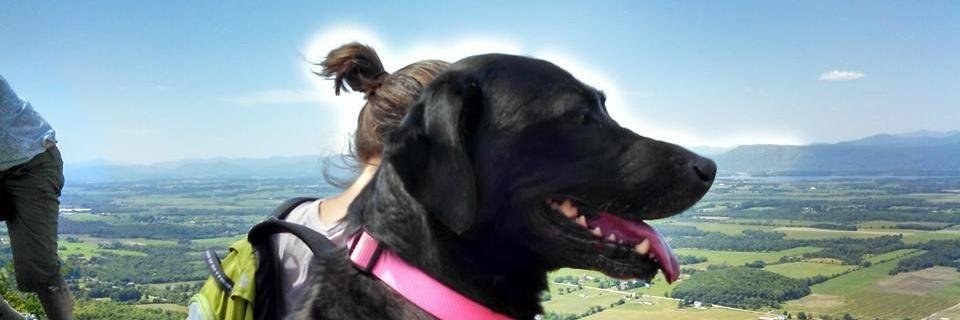 sueamccormack's profile banner image