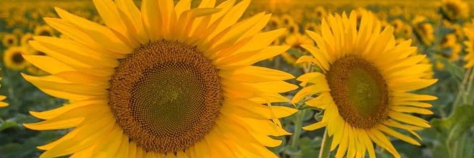 DerbyandBeyond's profile banner image