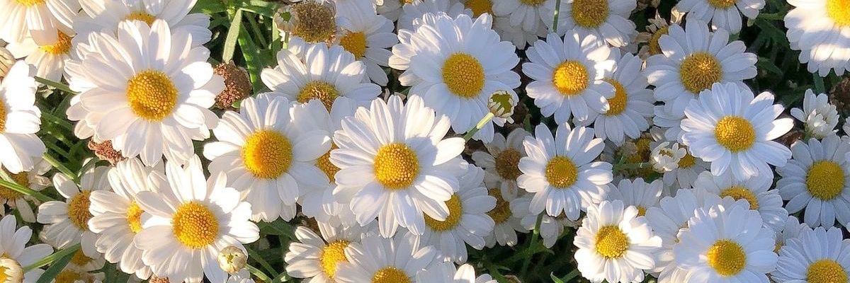 mluchi_s's profile banner image
