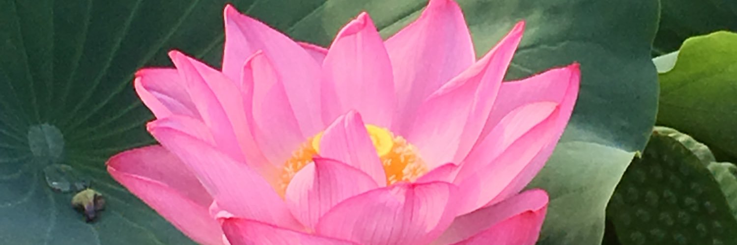 crowdeer's profile banner image