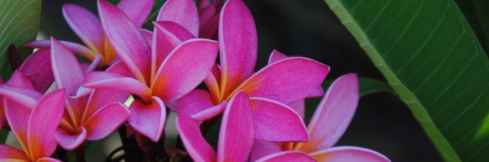 Eve_duiap's profile banner image