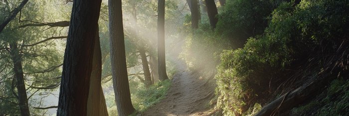 eliseallen's profile banner image