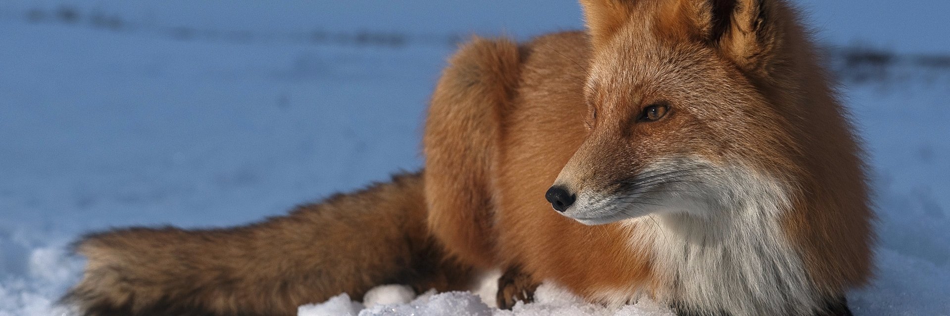 Malicefox's profile banner image