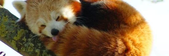 Saveredpandas62's profile banner image