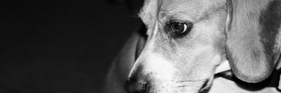 HollyGoergen's profile banner image