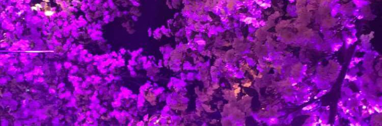 rebeccafrazer's profile banner image