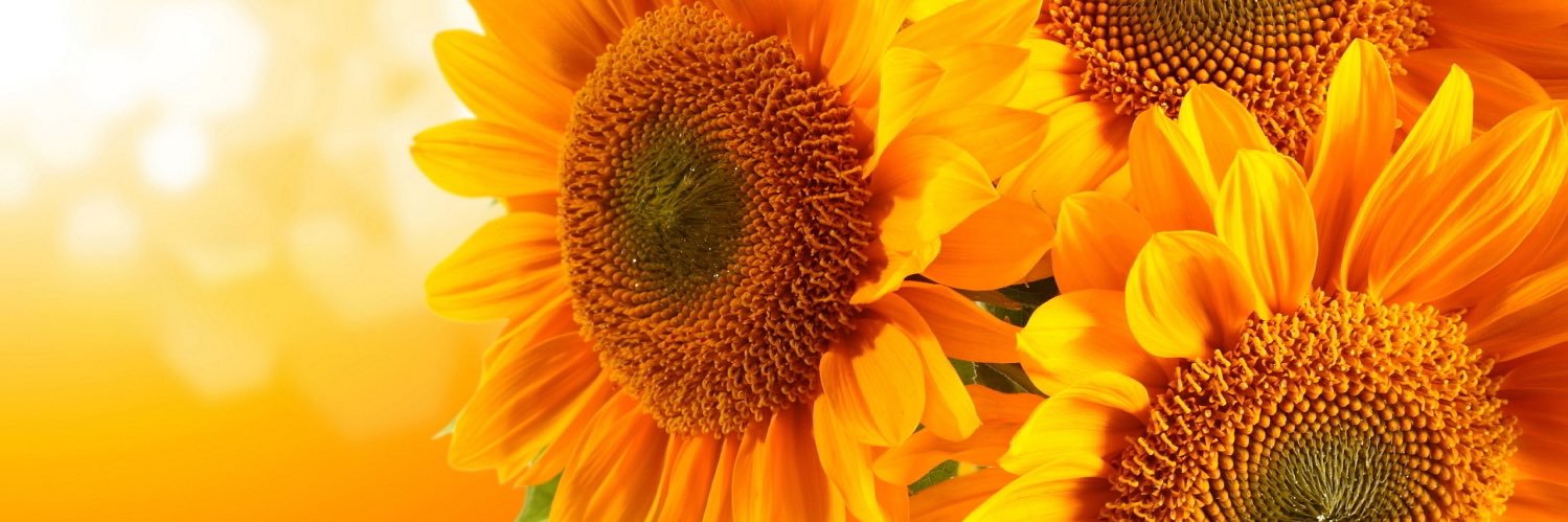 danielle_ingham's profile banner image