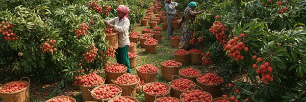 Adalidda Profile Banner