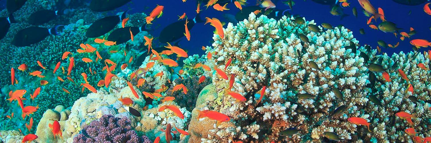 Reef Ecology Lab banner