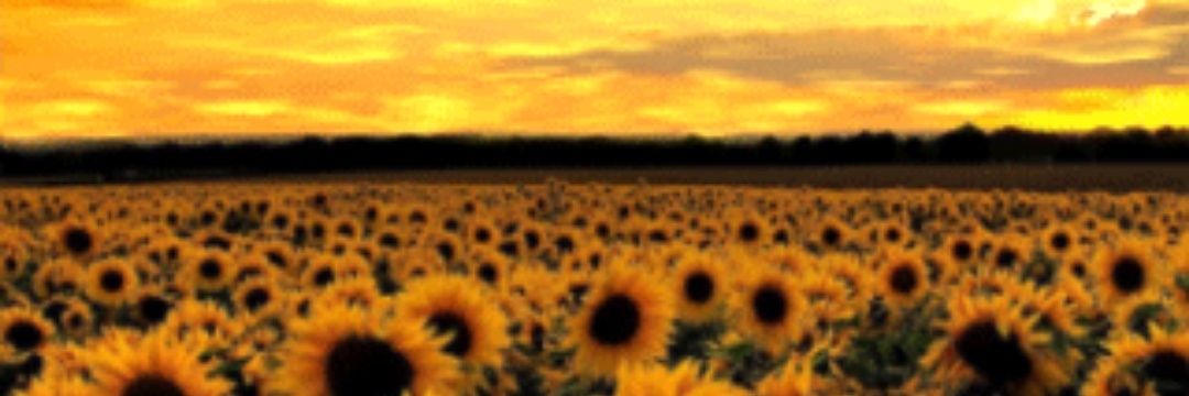simplementeJoy's profile banner image