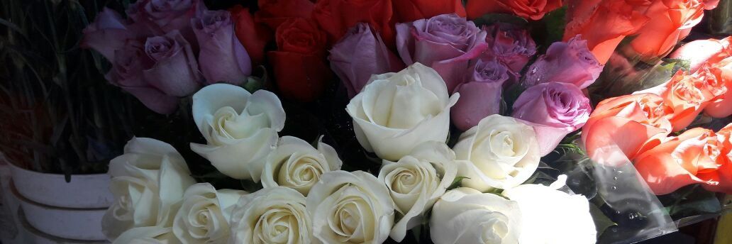 marisel_ramis's profile banner image