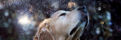 gmrossman's profile banner image