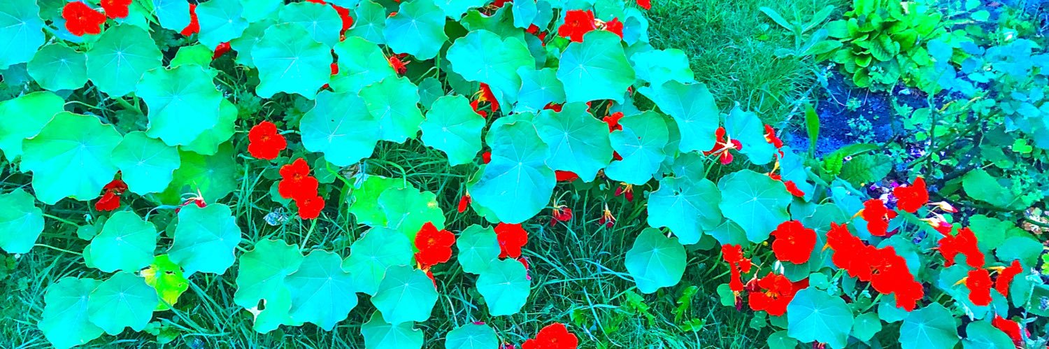 LucyLadybird33's profile banner image