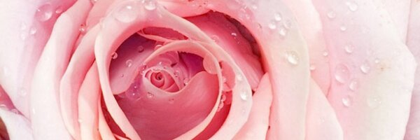 HuntSelena Profile Banner