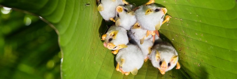 Bat Conservation International banner