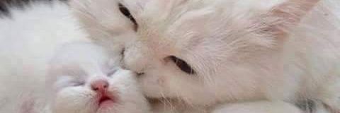 AFauziaD's profile banner image