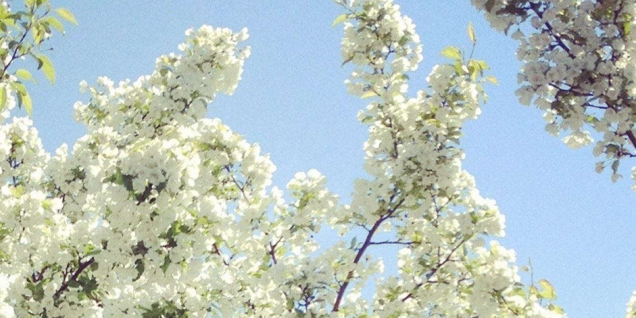 CCobieCrews's profile banner image