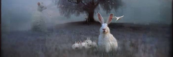 Marie Jardhammar banner