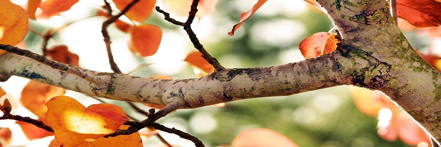 rdplanellas's profile banner image