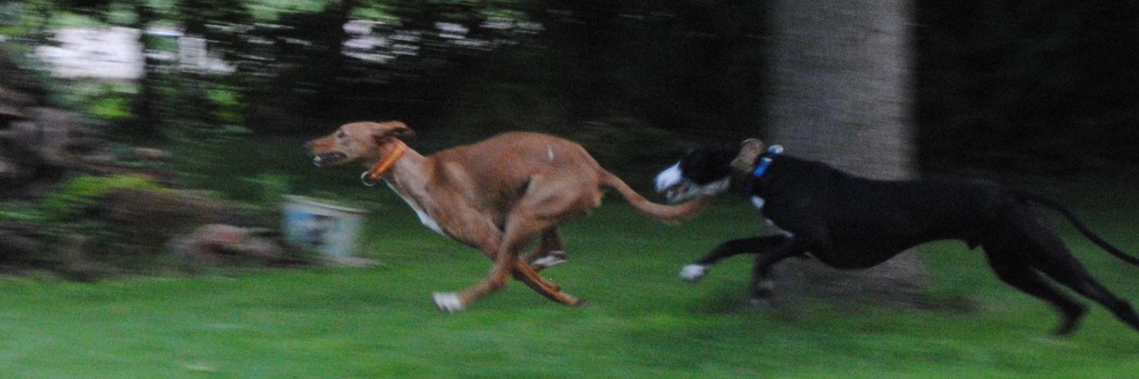 ShaneDog4's profile banner image