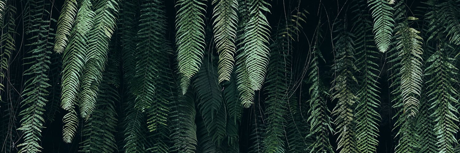 TEIKIDEV Photographe banner