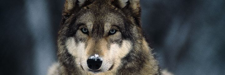 1KingofWolves's profile banner image