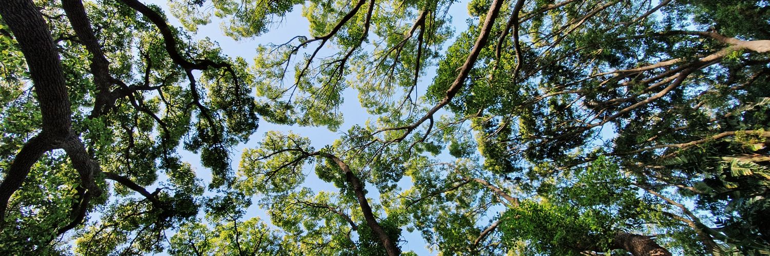 Stepetty 🌱🌿 banner