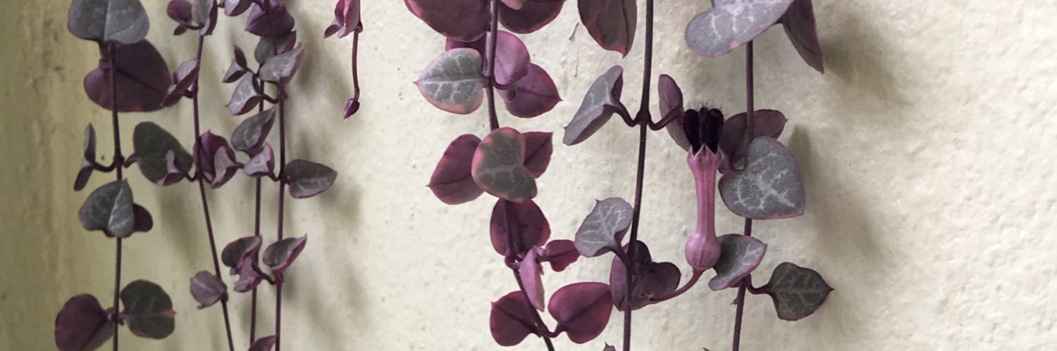 chonchonsung's profile banner image