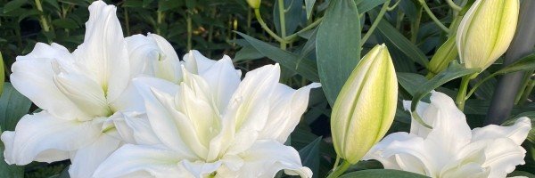 SkaidriteKr's profile banner image