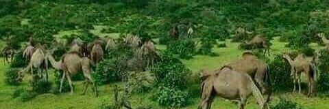 AdamAlsh3rani's profile banner image