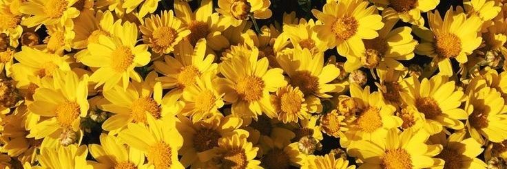 Mary1481's profile banner image