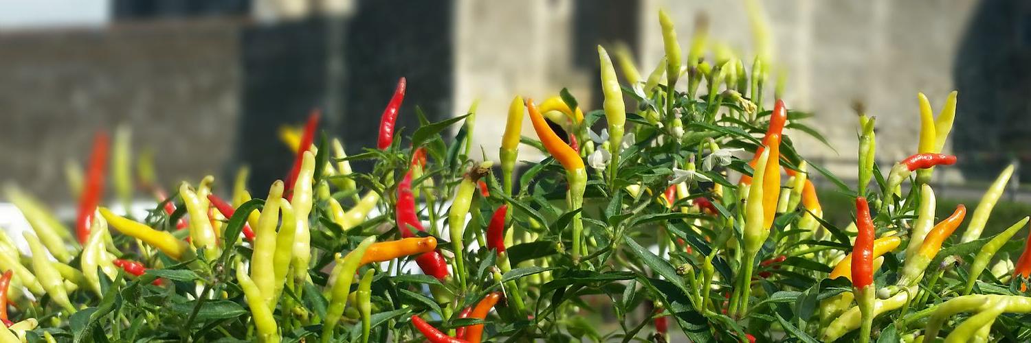 Kent Chilli Farm banner