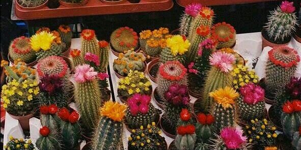 librarianship banner