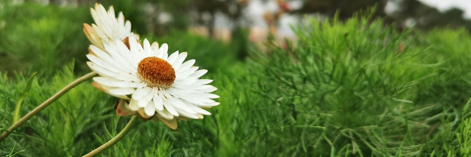 Benzareddevil's profile banner image