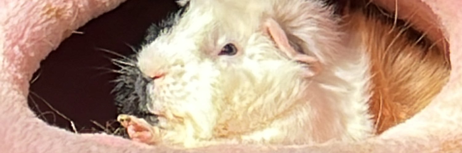 Roach9100's profile banner image