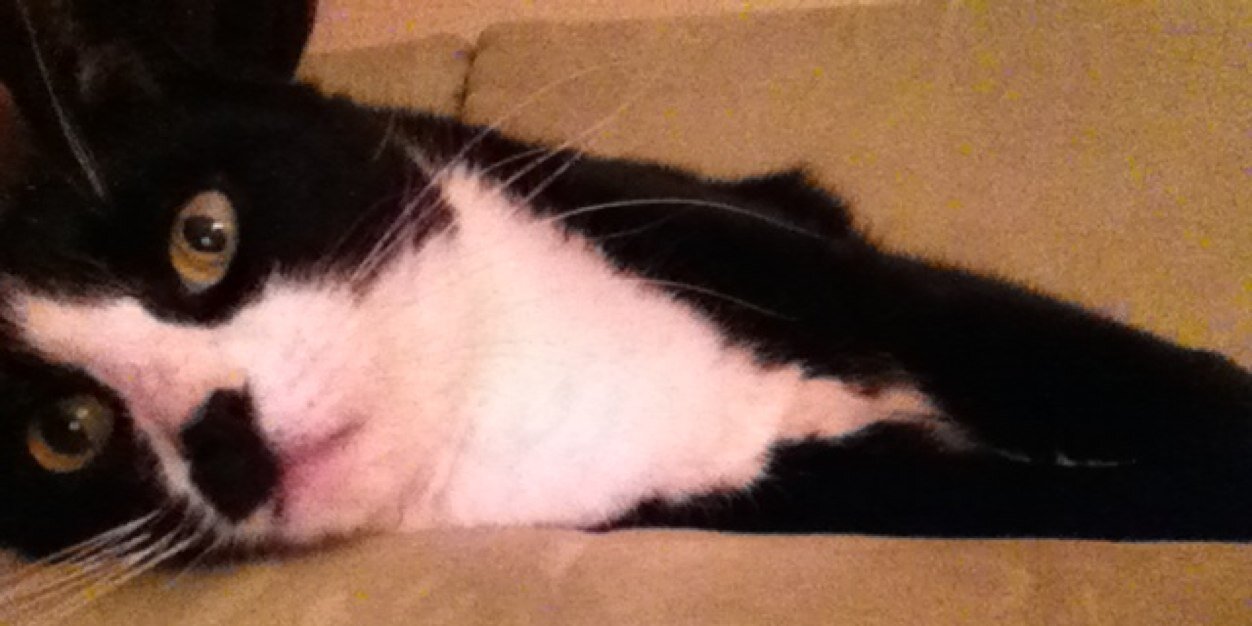 Emmy Jo Favilla banner