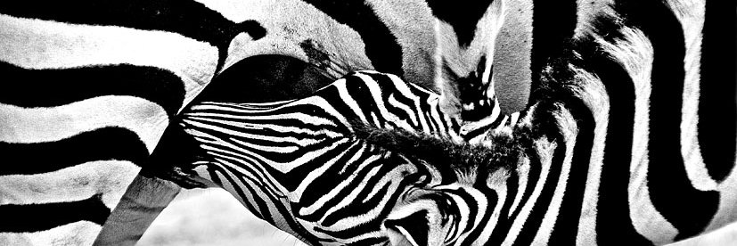 Boks_burger's profile banner image