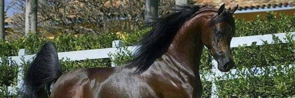 Bosoud1970's profile banner image