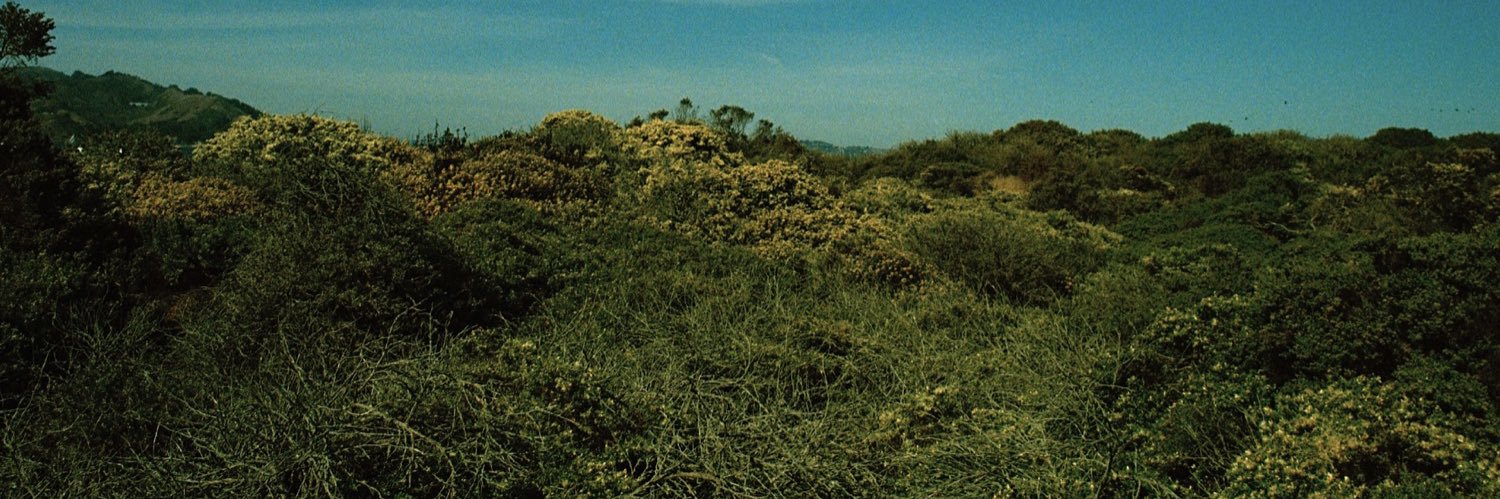 amanda delgadillo banner