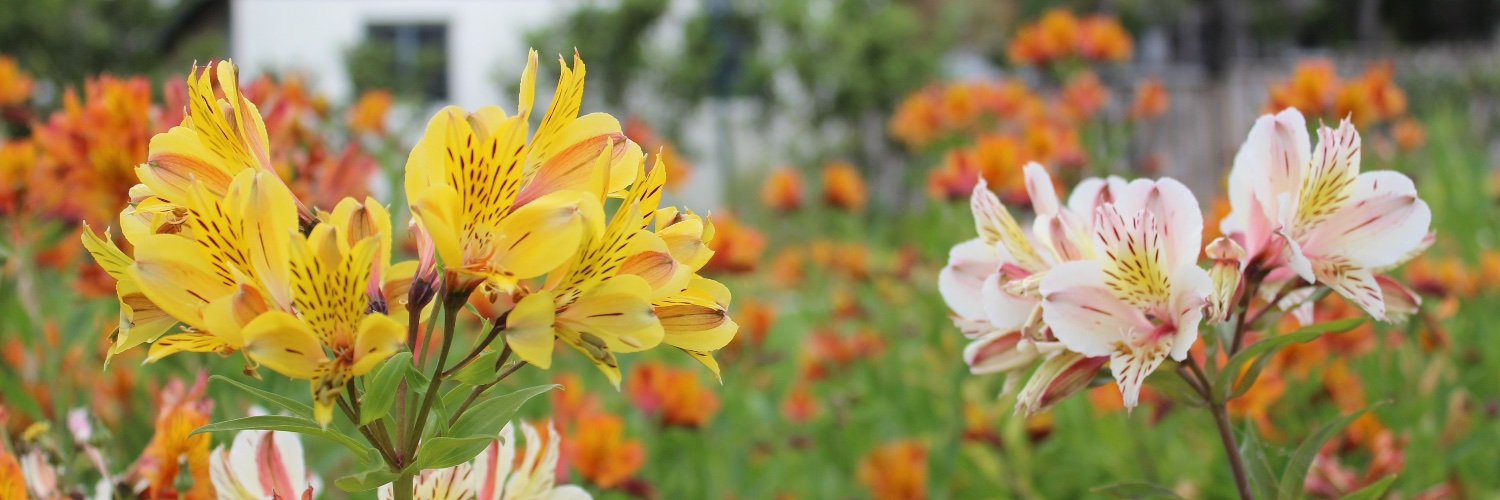 CA State Parks banner