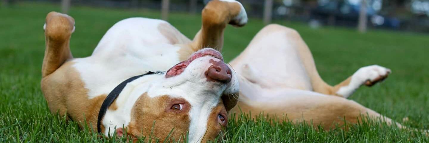 imapitbull's profile banner image