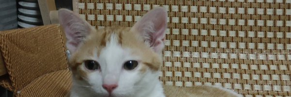 namwarn93 Profile Banner