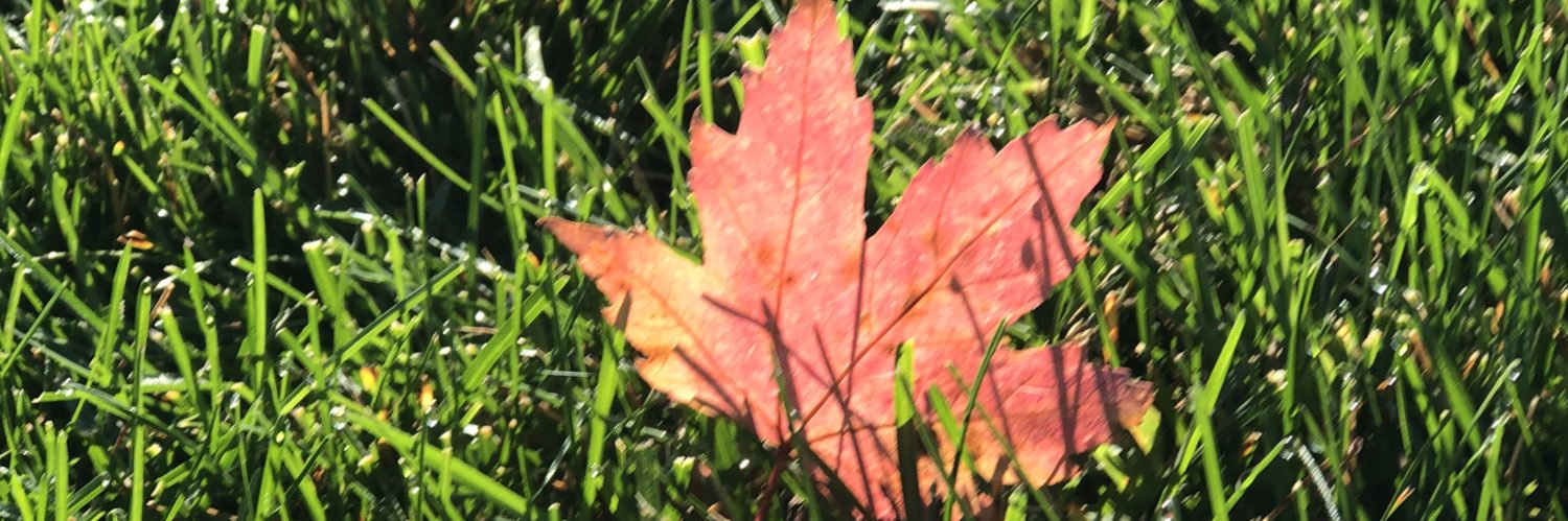 FlashDinosaur's profile banner image